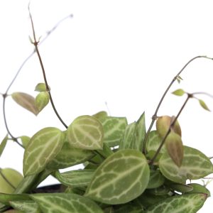 Dischidia pectinoides 'Melon'