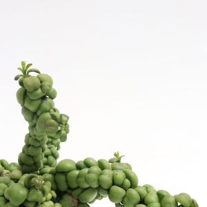 Dischidia nummularia 'Dragon Jade'