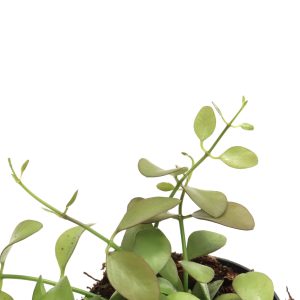 Dischidia pectinoides 'Geri'