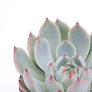 Echeveria 'Parva'