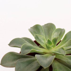 Echeveria 'Salsa Verde'