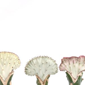 Euphorbia lactea Cristata