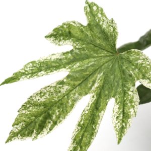 Fatsia japonica 'Spider's Web'