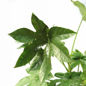 Fatsia japonica