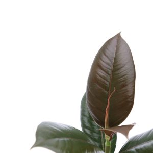 Ficus elastica 'Melany'