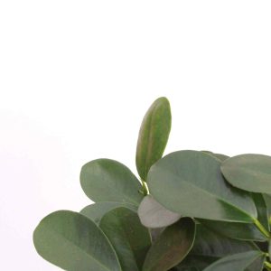 ficus-microcarpa-moclame-zoom