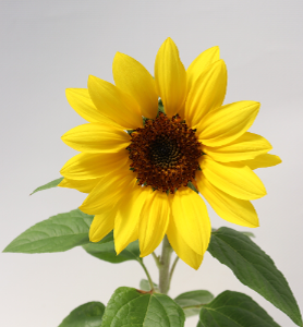 Helianthus-planthiza-girassol