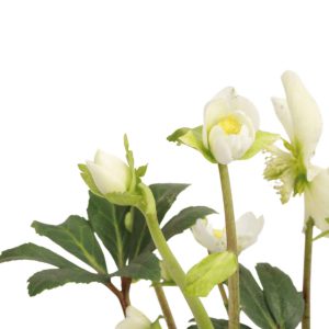 helloborus-happy-day-planthiza