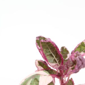 Hemigraphis alternata