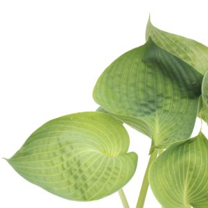 Hosta 'Abiqua Drinking Gourd'