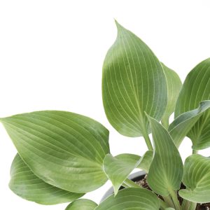 Hosta 'August Moon'