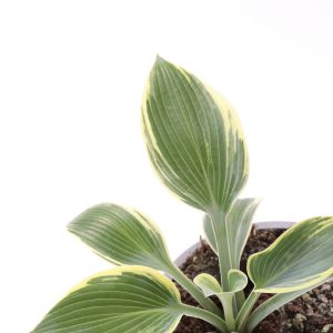 Hosta 'First Frost'