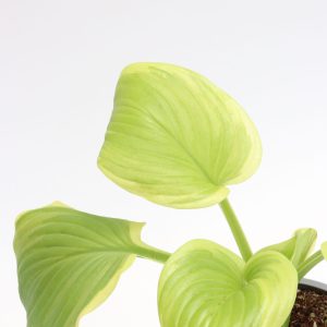 Hosta 'Fragant Bouquet'