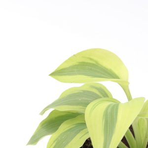Hosta 'Montana'