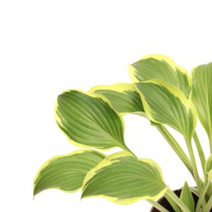 Hosta 'Queen Josephine'