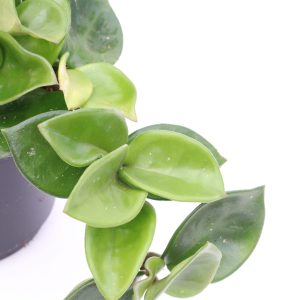 Hoya carnosa 'Krinkle'