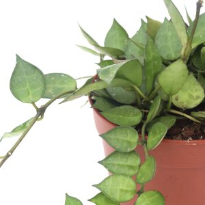 Hoya lacunosa