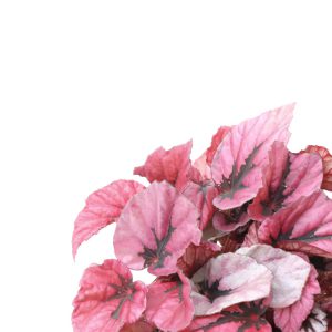 begonia-rex-indian-summer-zoom-planthiza