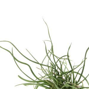 Juncus effusus 'Spiralis'