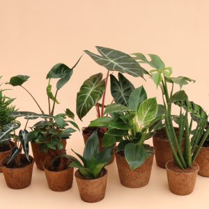 Linha Eco