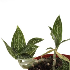 Ludisia discolor 'Alba'