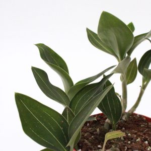 Ludisia discolor 'Green Velvet'
