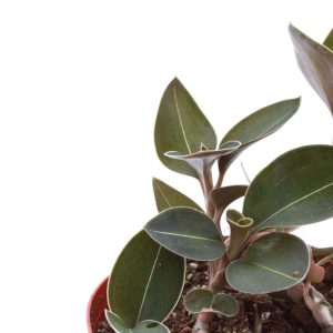 Ludisia discolor 'Nigrescens'