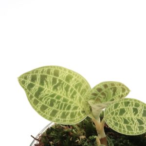 Macodes petola