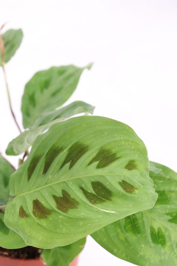 Maranta leuconeura ‘Kerchoveana’ variegata - Image 5