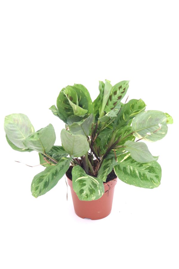 Maranta leuconeura ‘Kerchoveana’ variegata - Image 6