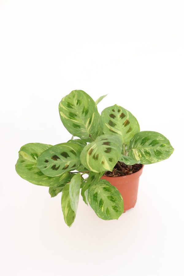 Maranta leuconeura ‘Kerchoveana’ variegata - Image 3