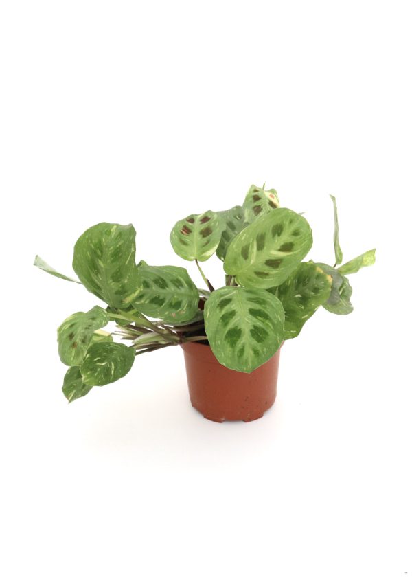 Maranta leuconeura ‘Kerchoveana’ variegata - Image 4