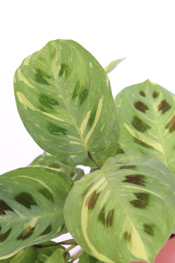 Maranta leuconeura ‘Kerchoveana’ variegata - Image 2