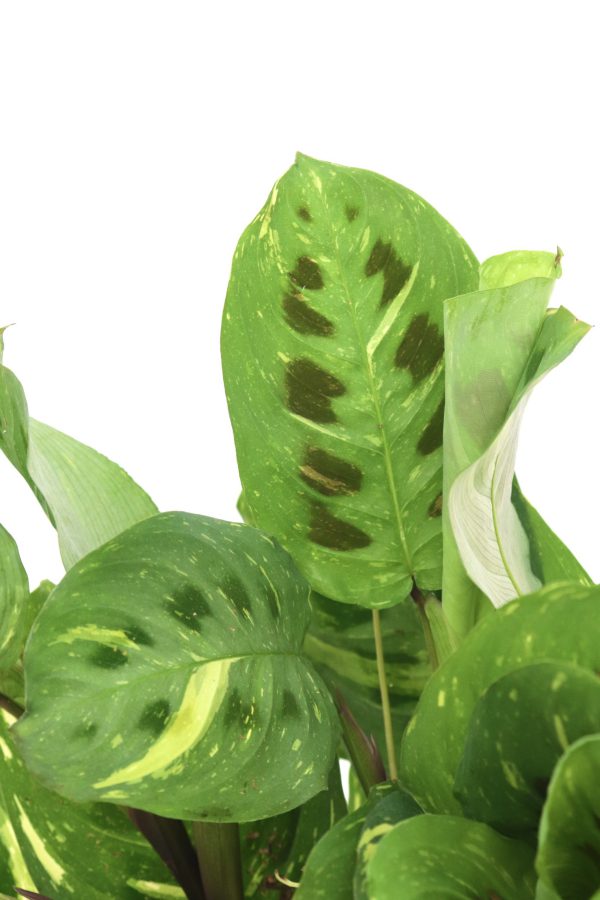 Maranta leuconeura ‘Kerchoveana’ variegata