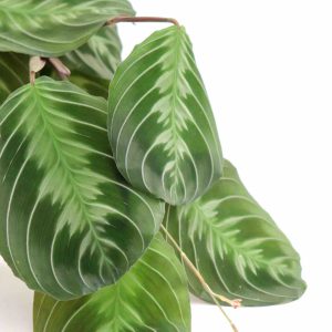 maranta_cat_moustache_zoom_planthiza
