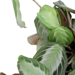 maranta_silver_band_planthiza_zoom