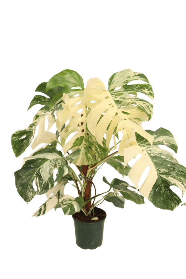 monstera_deliciosa_variegata_1_v20_planthiza