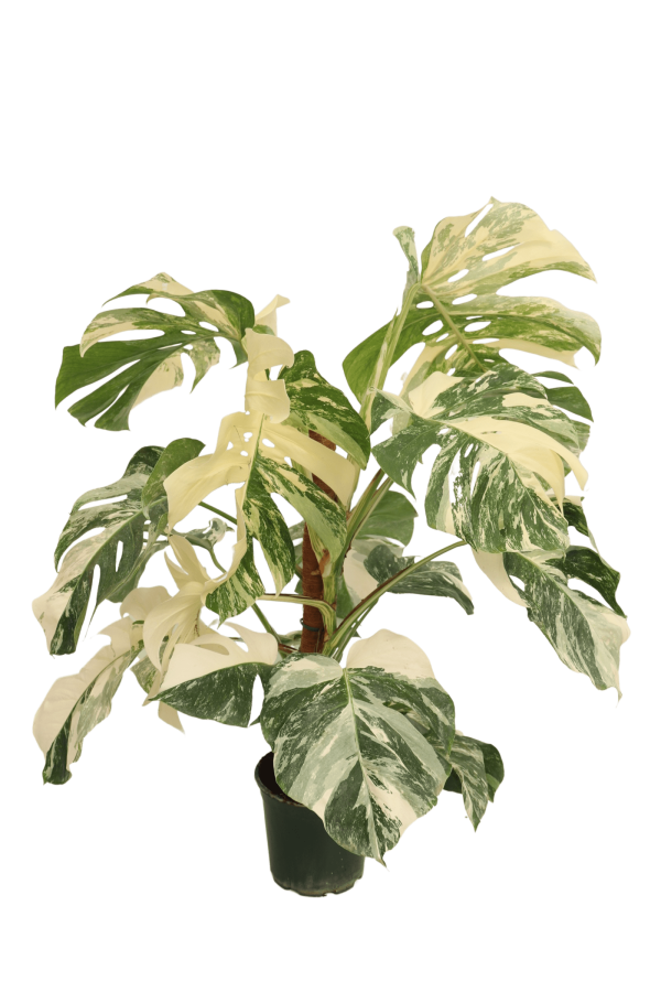 monstera_deliciosa_variegata_2_v20_planthiza