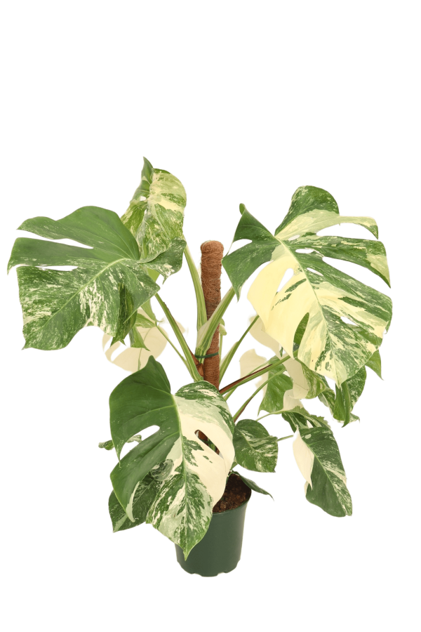 monstera_deliciosa_variegata_3_v20_planthiza