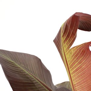 ensete-maurelii-zoom-planthiza