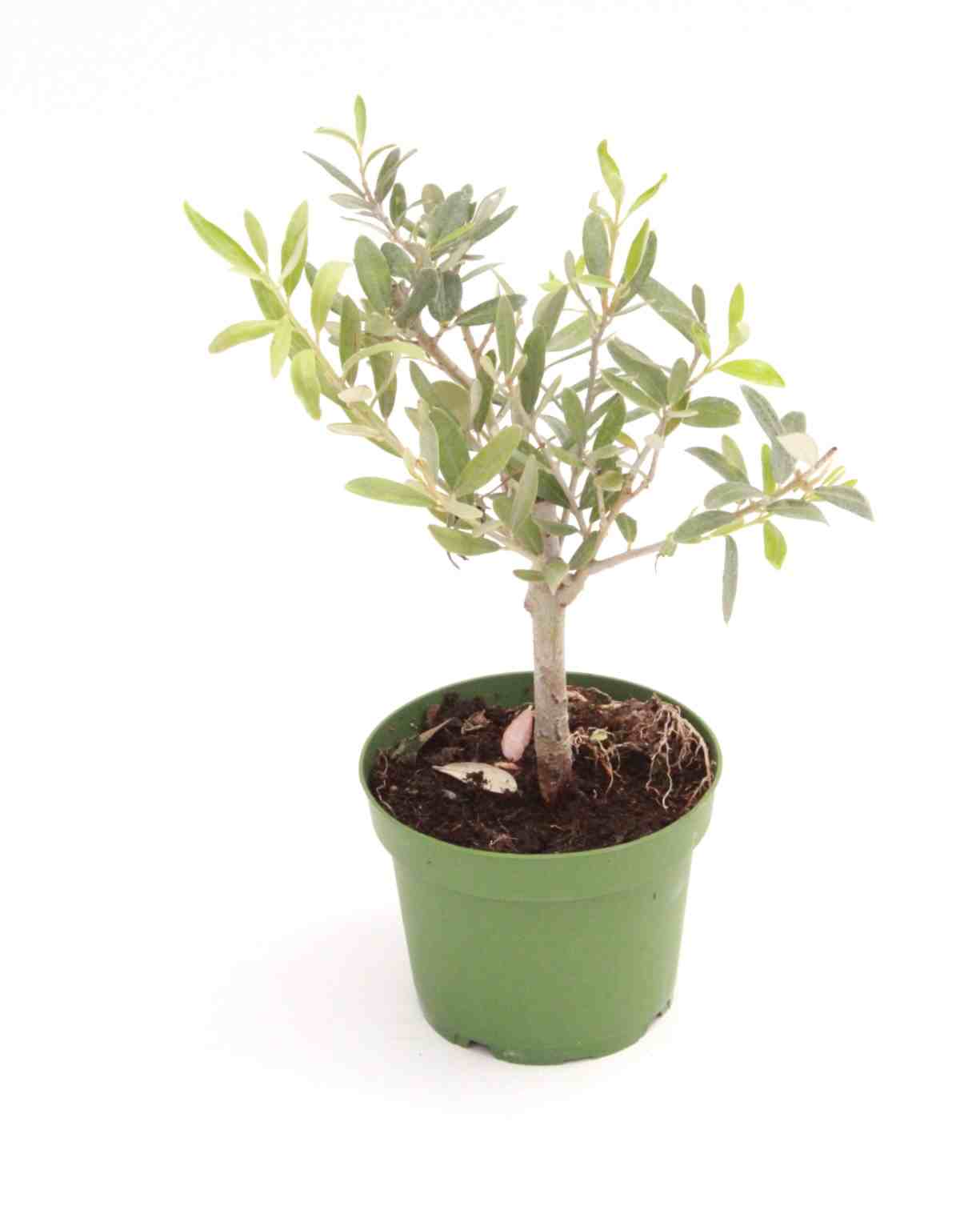 oliveira_mini-planthiza