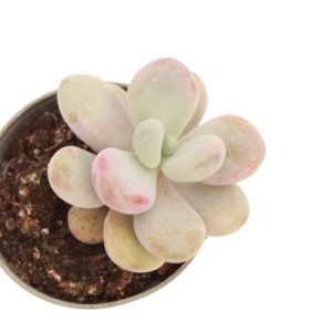 pachyphytum_pink_panter_v6_planthiza_zoom