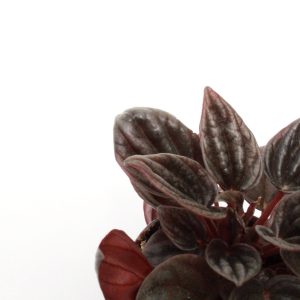 Peperomia caperata 'Brasilia'