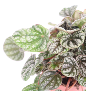 Peperomia x Burbella