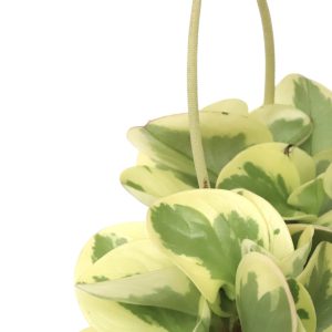 Peperomia obtusifolia 'Variegata'