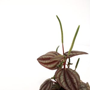 Peperomia ‘Piccolo Banda’