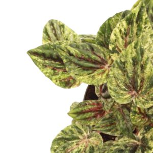 peperomia_caperata_buenos_aires_v11_planthiza_zoom