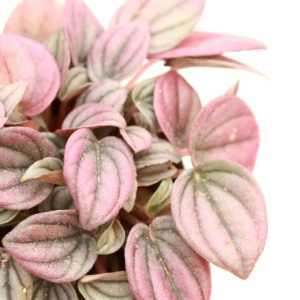 peperomia_caperata_cayenne_v6_planthiza_zoom