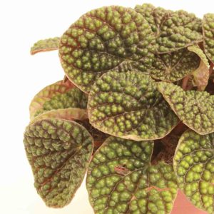 peperomia_caperata_green_bubble_planthiza_zoom