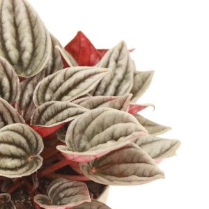 peperomia_caperata_mendoza_v11_planthiza_zoom